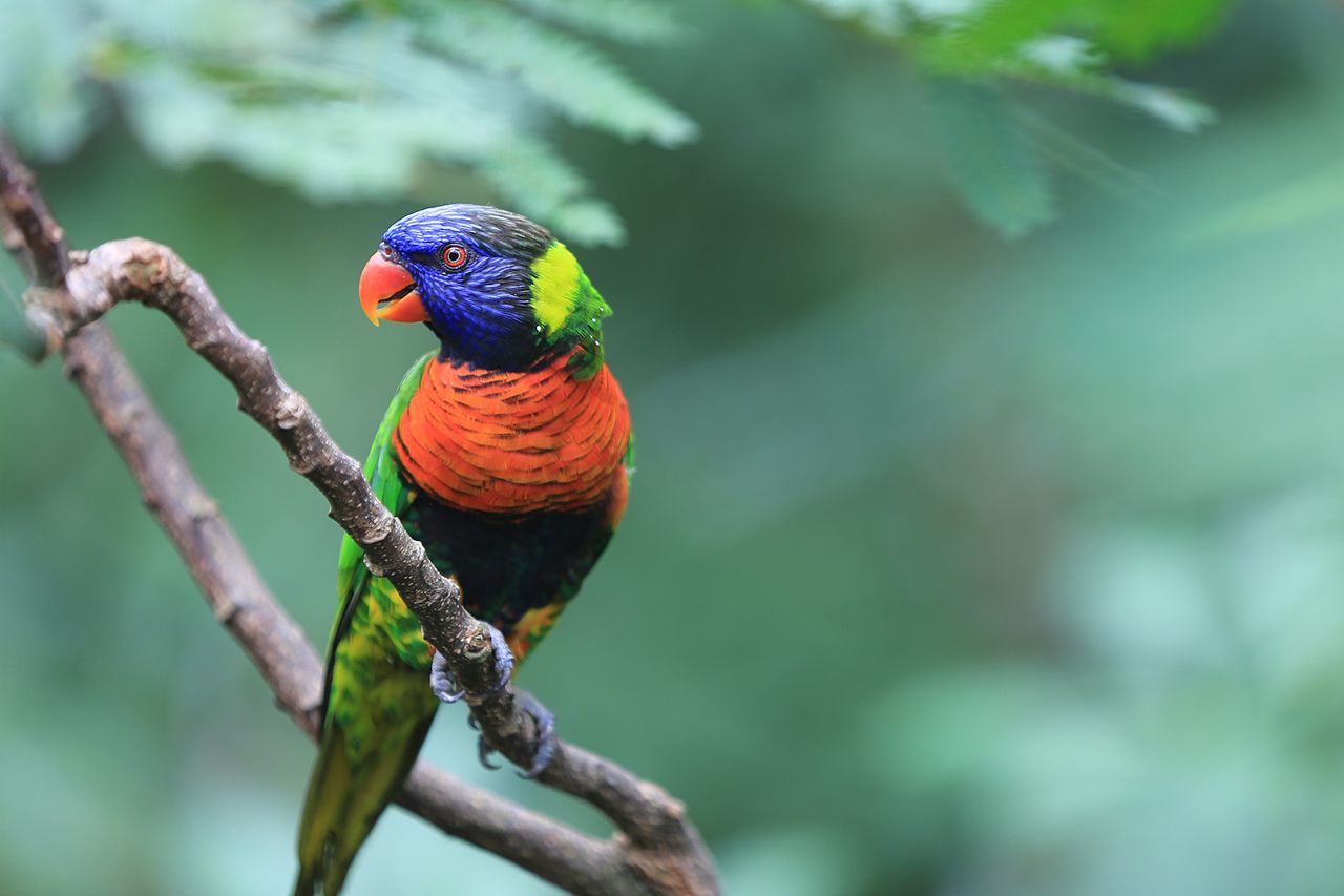 Rainbow Lorikeet Rainbow Lorikeet - Birds4U